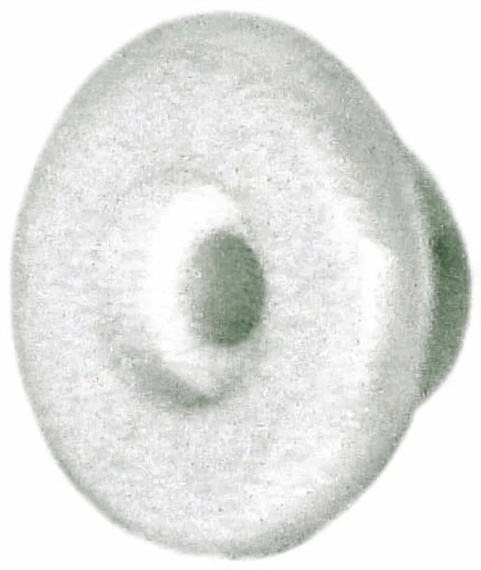 BOTON REDONDO 19MM,PARA TOLDOS